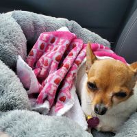Animal Medical Center PC ico