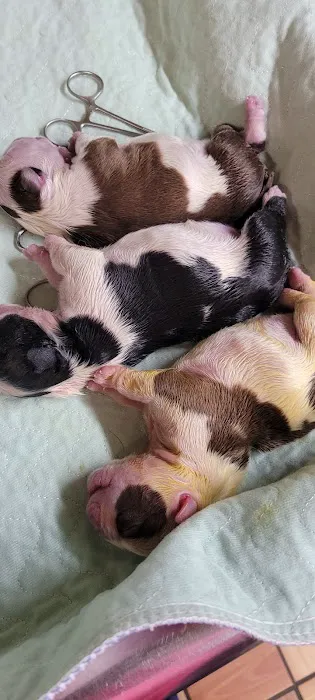 Animal Medical Center PC 12