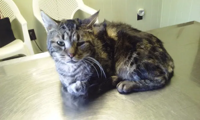 Quad Counties Veterinary Clinic 10