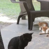 All Pets Animal Hospital LLC ico