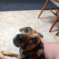 Nashville Animal Clinic ico