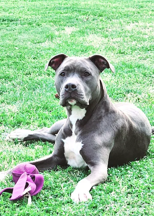 Nashville Animal Clinic 3