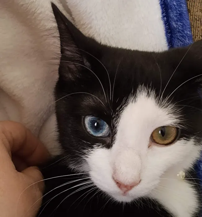 Nashville Animal Clinic 4