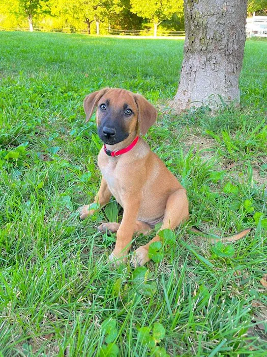 Nashville Animal Clinic 6