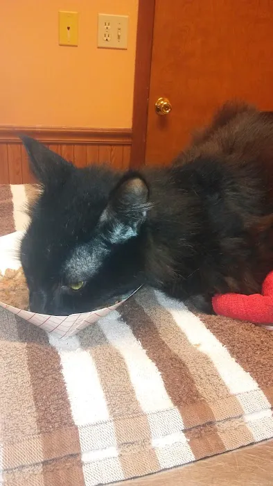 Nashville Animal Clinic 9