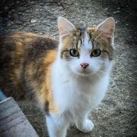 Douglas Veterinary Clinic ico