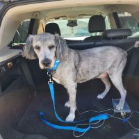 Deuel Veterinary Services ico