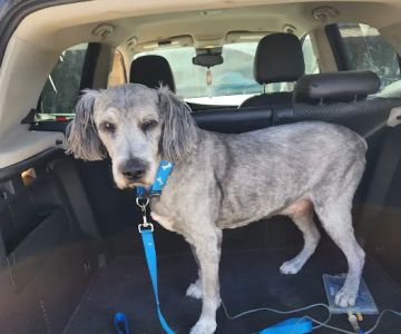 Deuel Veterinary Services