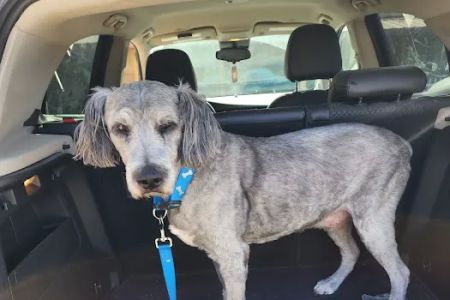 Deuel Veterinary Services