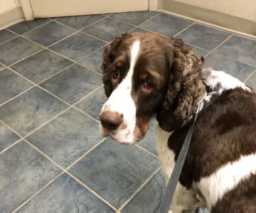 Muncy Veterinary Center
