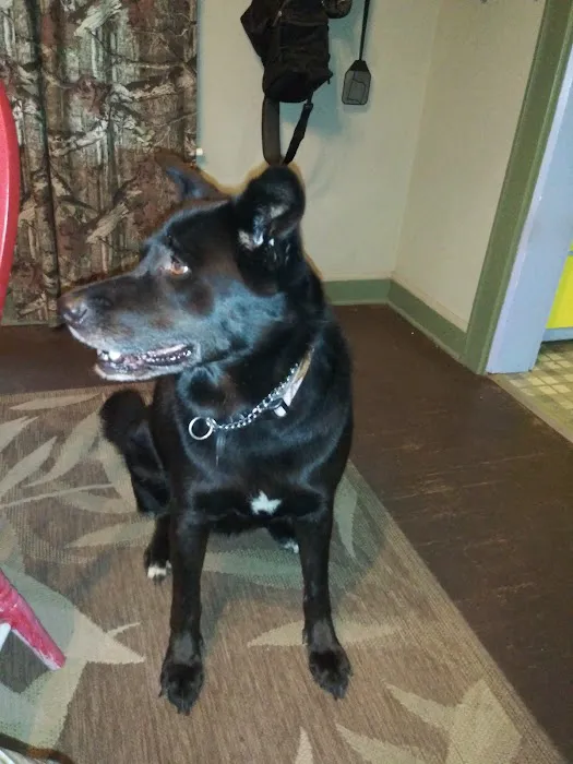 Roseville Veterinary Services 12