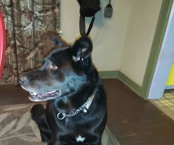 Roseville Veterinary Services