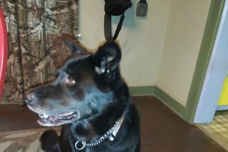 Roseville Veterinary Services