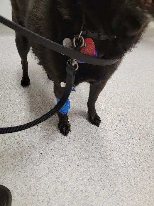 Roseville Veterinary Services 12