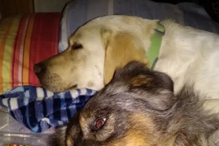 Huston Vet Services: Deverell Luke DVM