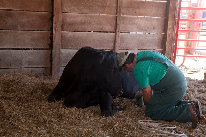 Spoon River Animal Clinic 10