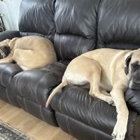 Oakdale Veterinary Center ico