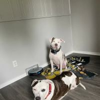 Animal Care Hospital ico
