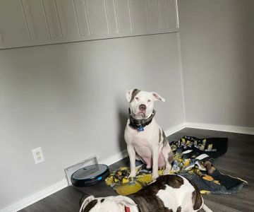 Animal Care Hospital