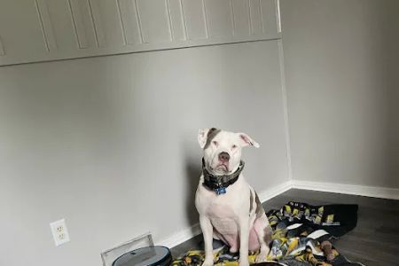 Animal Care Hospital