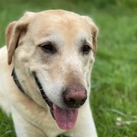 Blairs Ferry Pet Hospital ico