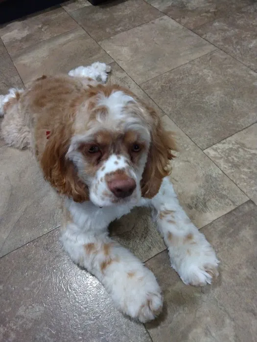 Blairs Ferry Pet Hospital 12