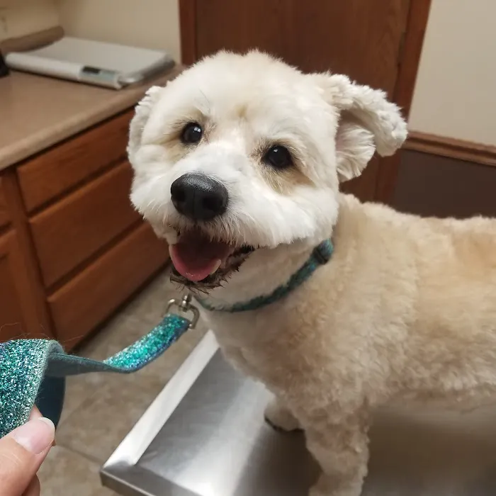 Linn Animal Hospital North 12