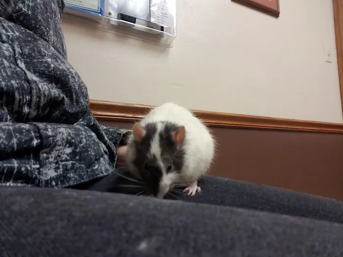 Linn Animal Hospital North 12