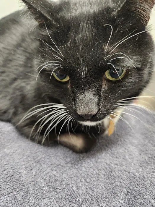 Linn Animal Hospital North 12