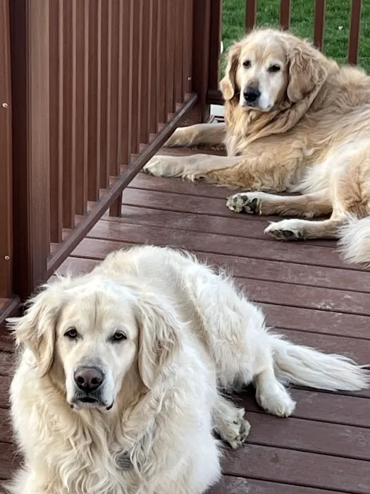 Linn Animal Hospital North 12