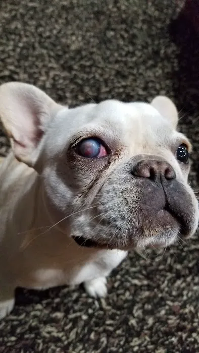 Animal Eye Consultants 12