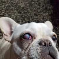 Animal Eye Consultants ico