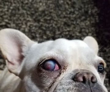 Animal Eye Consultants