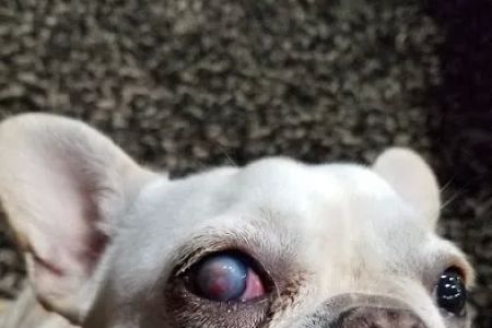 Animal Eye Consultants