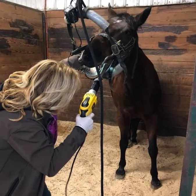 Veterinary Integrative Performance Services (VIPs Vet) 12