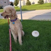 Veterinary Integrative Performance Services (VIPs Vet) ico