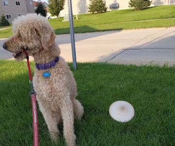 Veterinary Integrative Performance Services (VIPs Vet)