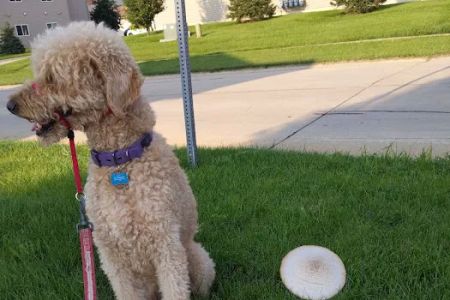 Veterinary Integrative Performance Services (VIPs Vet)