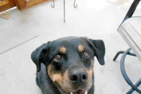 Veterinary Medical Center of Kalona
