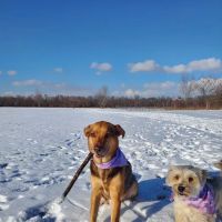 Schlapkohl Veterinary Services ico