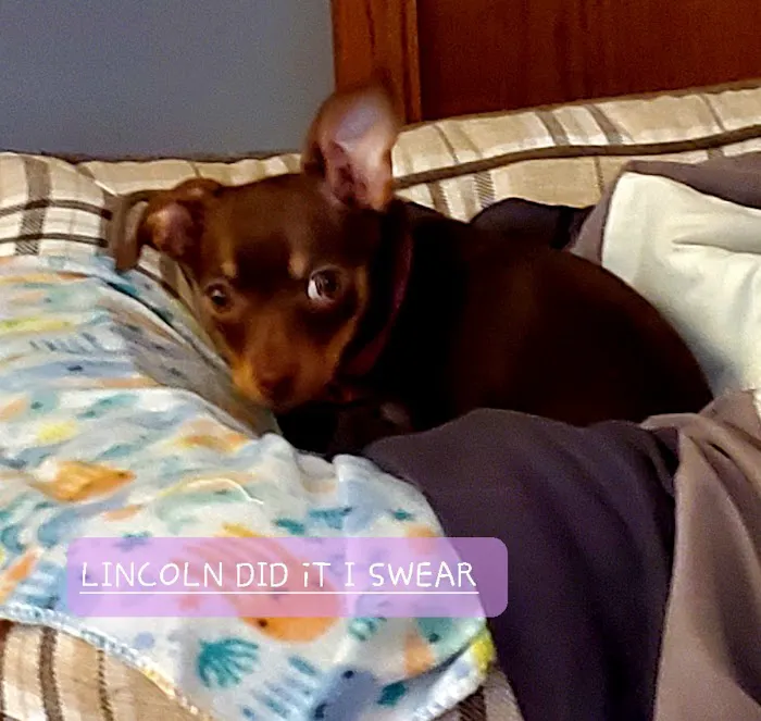 Wayland Veterinary Clinic 12