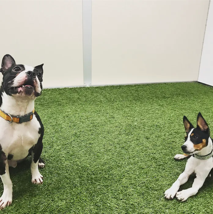 VCA Edgewood Animal Hospital 12