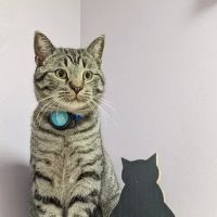 Pet Health Center of Tiffin ico