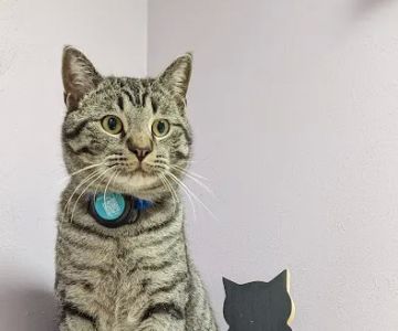 Pet Health Center of Tiffin