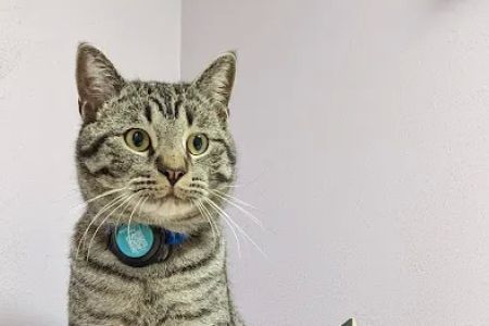 Pet Health Center of Tiffin