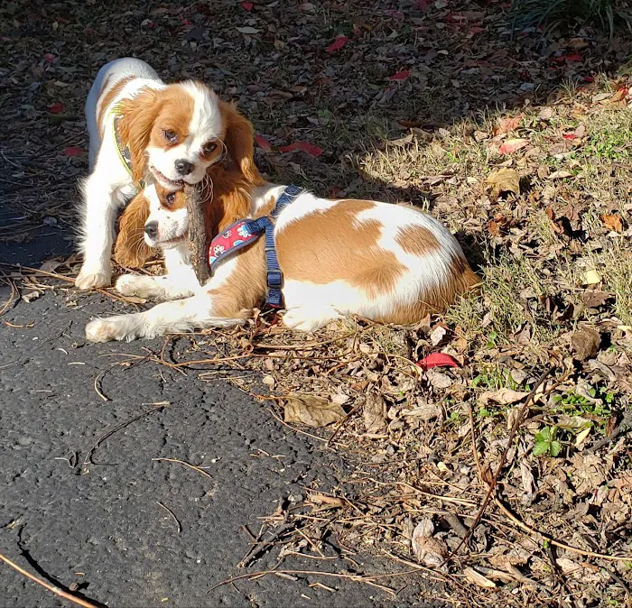 Staunton Veterinary Clinic 5