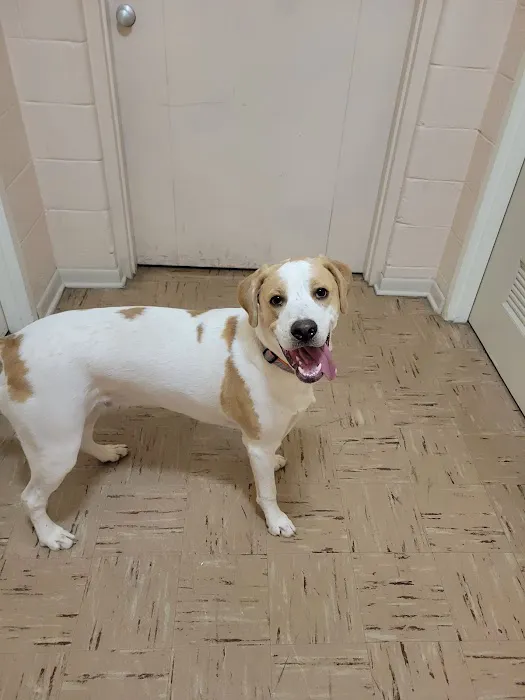 Staunton Veterinary Clinic 4