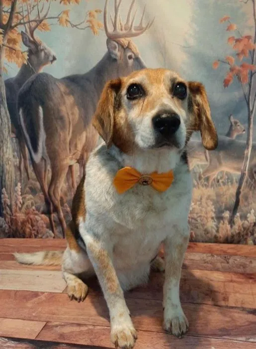 Augusta Valley Animal Hospital 12