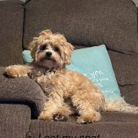 Augusta Valley Animal Hospital ico