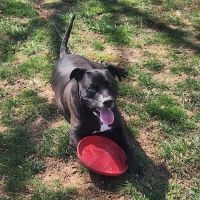 Westwood Animal Hospital ico